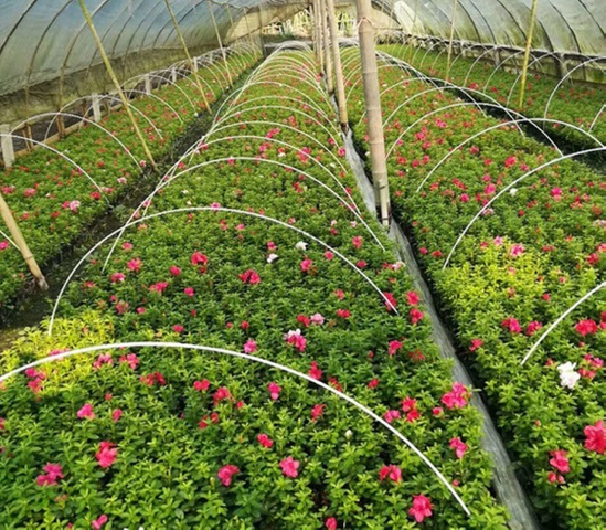 Agricultural