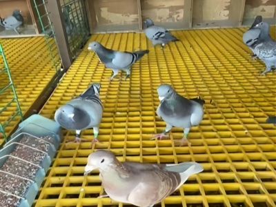 Livestock Grating
