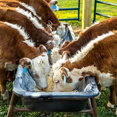 GTOFRP™ FRP Feed Trough